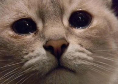 صور قطط تبكي حزينة